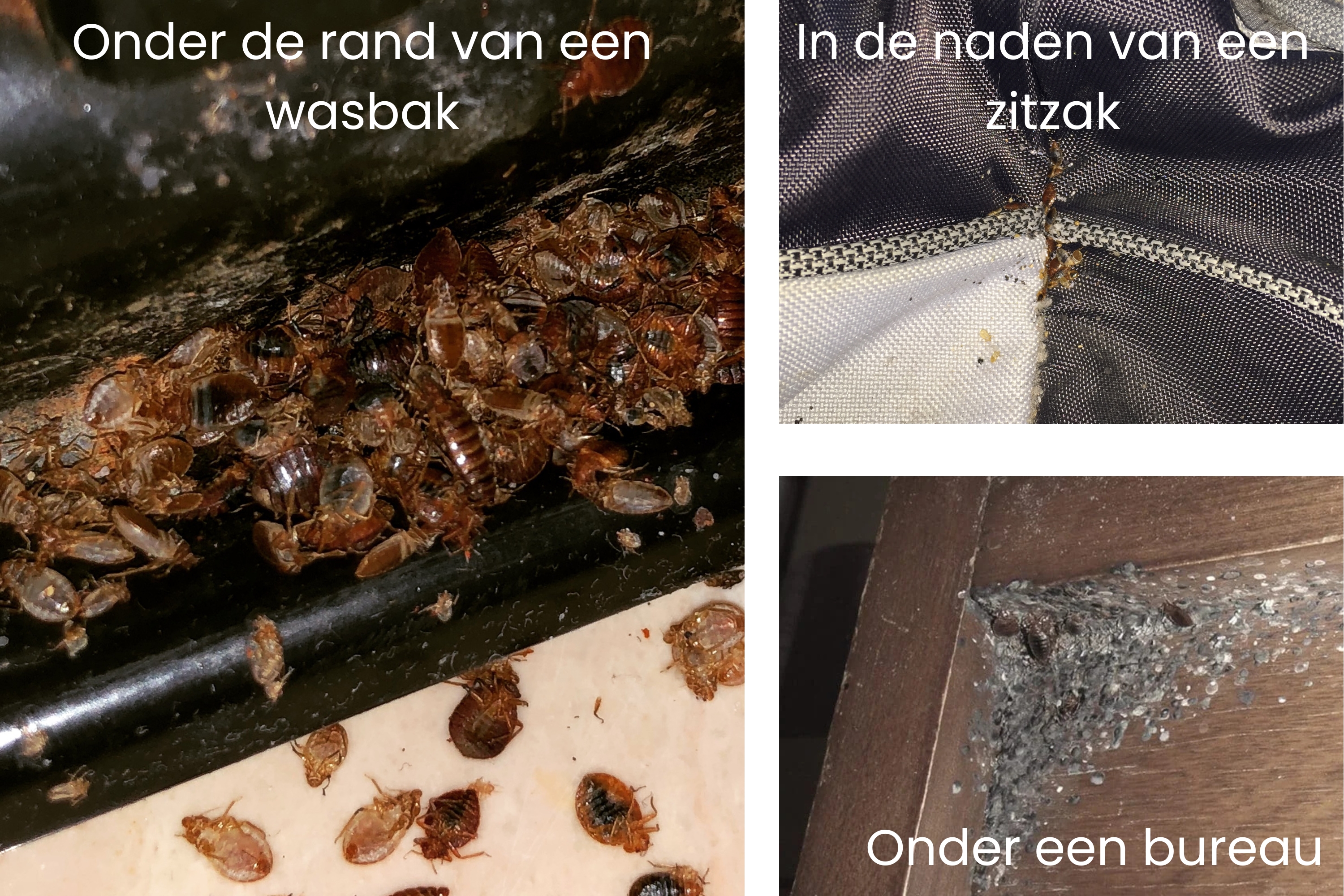 Bedwants verstopplaatsen