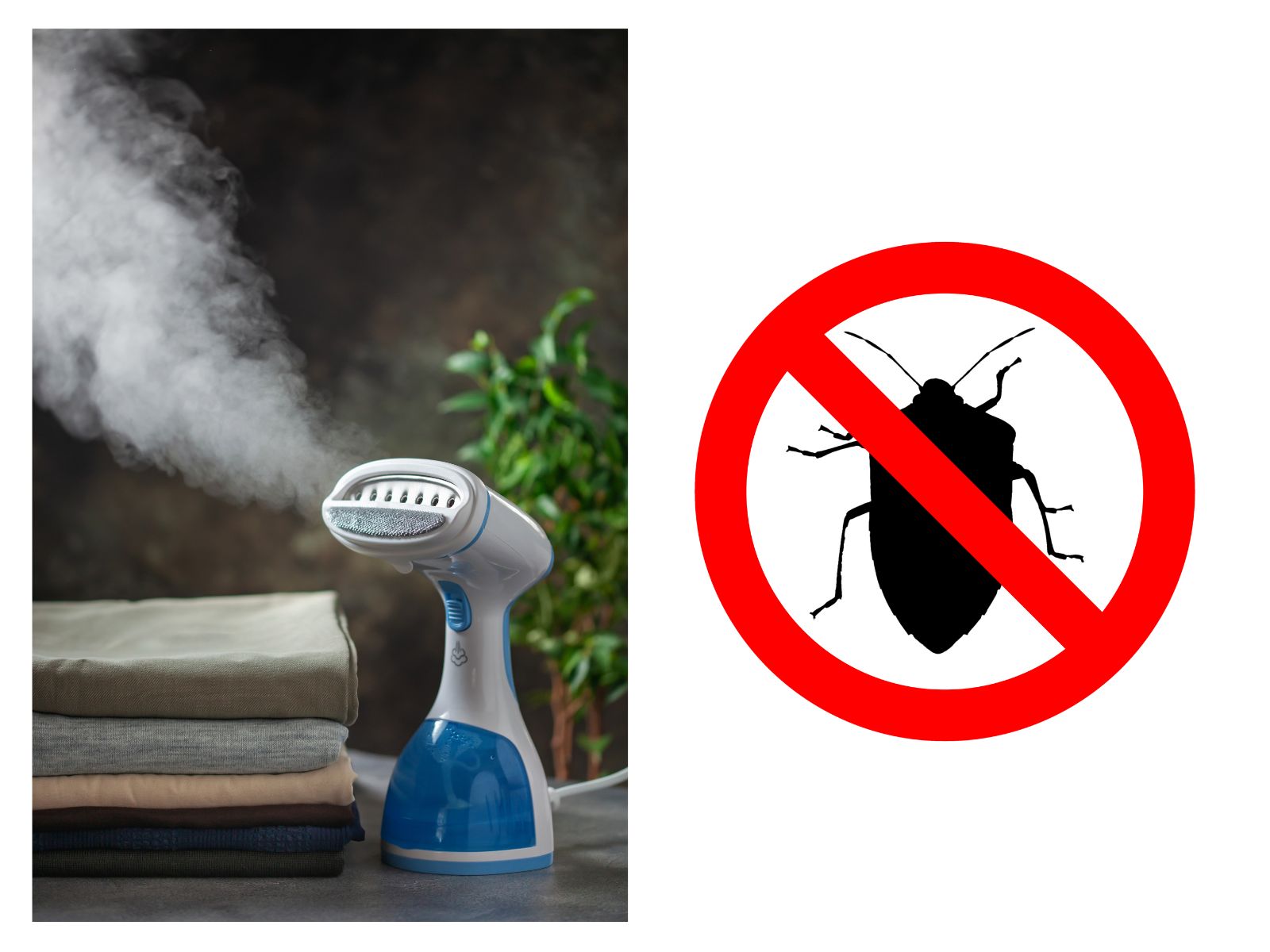 Stoom dood bedwantsen direct