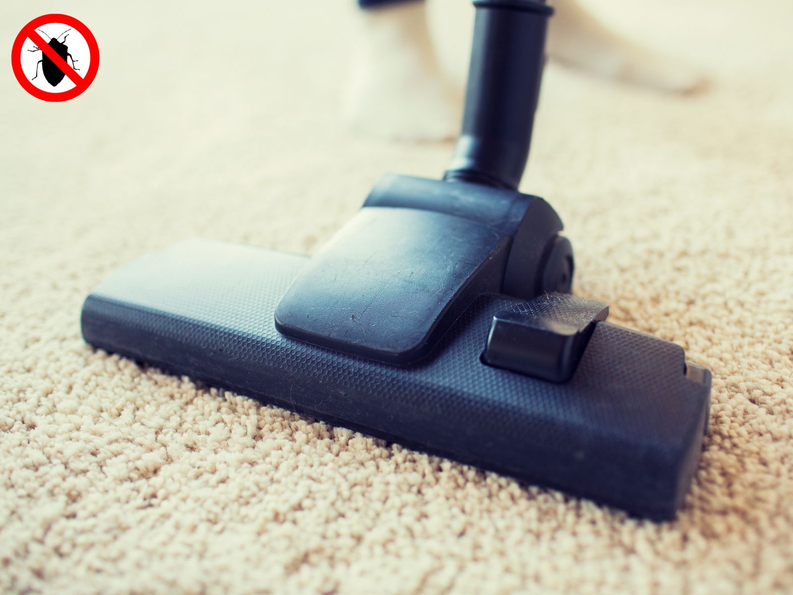 Stofzuigen om bedwantsen te bestrijden